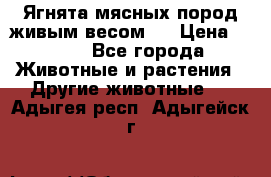 Ягнята мясных пород живым весом.  › Цена ­ 125 - Все города Животные и растения » Другие животные   . Адыгея респ.,Адыгейск г.